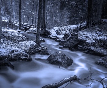 Gray Scale Photography of Trees Near River
