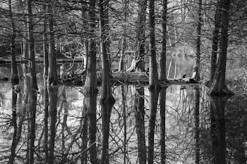 Gray Scale Photography of Trees Surrounded by Body of Water