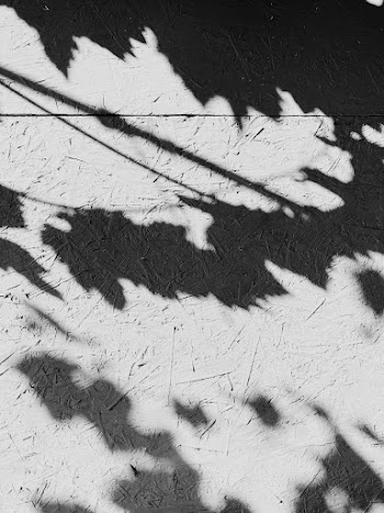 Gray Scale Shadow of Plant