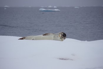 Gray Sea Lion