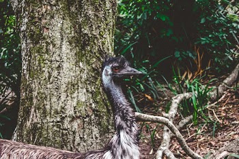 Gray Short-beaked Animal on Forest