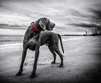 Gray Short Coated Medium Sized Dog
