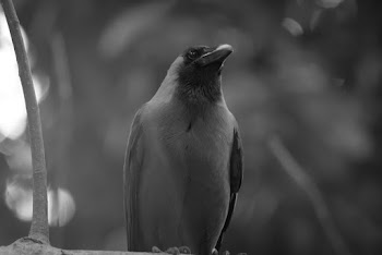 Gray Small Beaked Bird on Tree