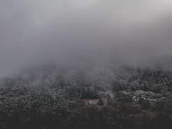 gray smoke over forest
