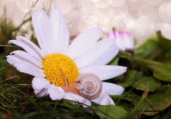 Gray Snail on White and Yellow Daisy Flower Close-up Photography