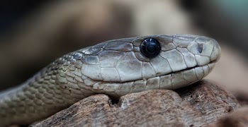 Gray Snake
