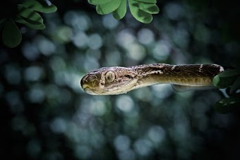 gray snake on tree