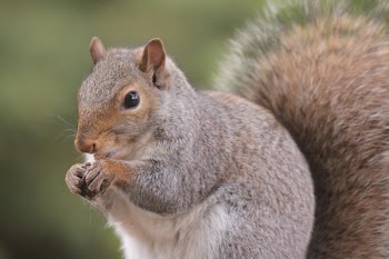 Gray Squirrel