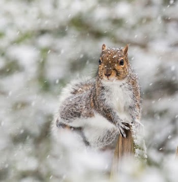 Gray squirrel, animal background. Free | Free Photo - rawpixel