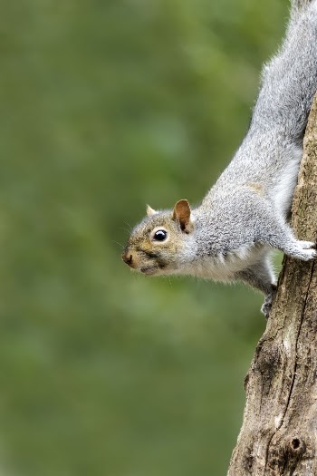 Gray squirrel, animal background. Free | Free Photo - rawpixel