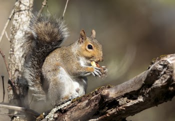Gray squirrel, animal background. Free | Free Photo - rawpixel