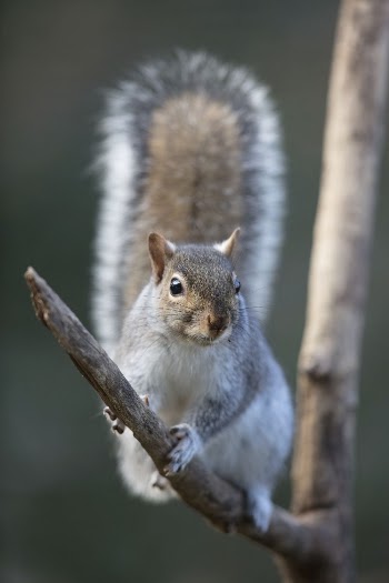Gray squirrel background. Free public | Free Photo - rawpixel