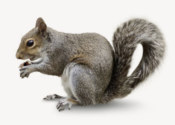 Gray squirrel isolated on white, | Free PSD - rawpixel