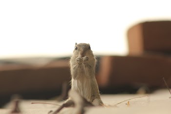 Gray Squirrel Selective Focus Photography
