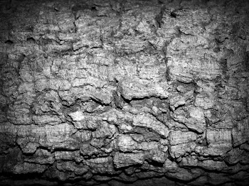 Gray Stone