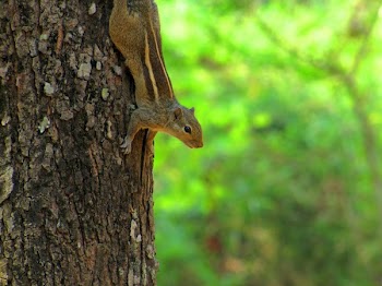 Gray Sugar Glider on Tree