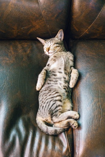 Gray Tabby Cat