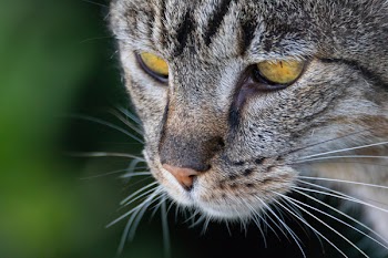 Gray Tabby Cat