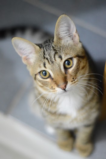 Gray Tabby Cat