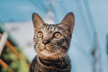 Gray Tabby Cat