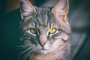 Gray Tabby Cat