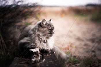 gray tabby cat during daytime