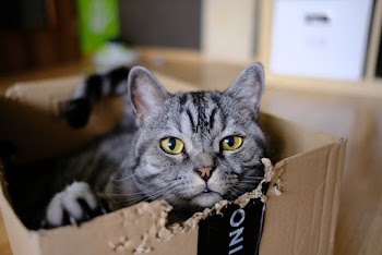 Gray Tabby Cat in Brown Box