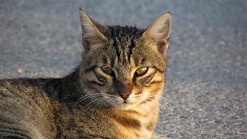 Gray Tabby Cat Lying on Floor