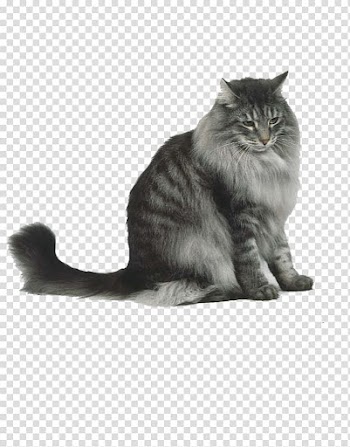 Gray tabby cat, Norwegian Forest cat Siberian cat Maine Coon Persian cat Cymric cat, watercolor cat transparent background PNG clipart