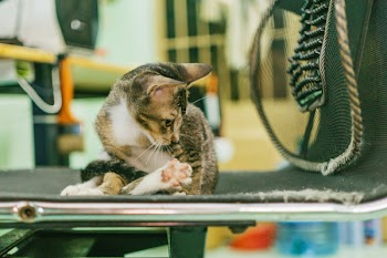 Gray Tabby Cat on Black Fabric Padded Seat