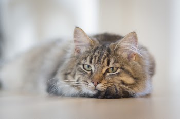 Gray Tabby Cat on Brown Floor