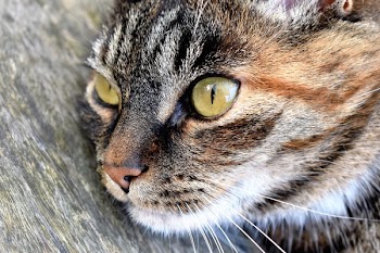 Gray Tabby Cat on Gray Surface in Close-up Photo