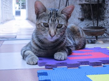 Gray Tabby Cat on Purple Puzzle Mat