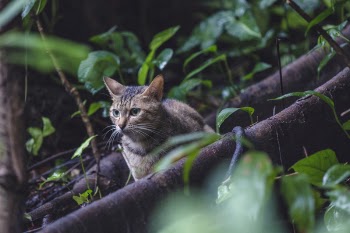 Gray Tabby Cat on Tree Rood Nature Photography