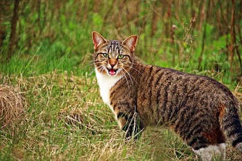 Gray Tabby Cat Standing on Grass