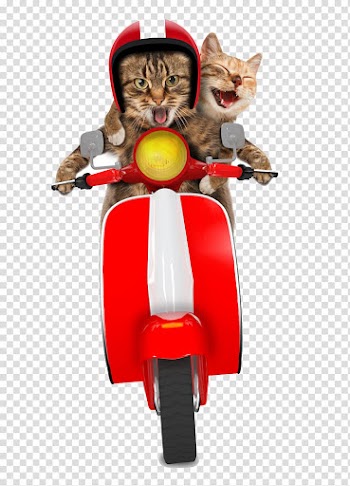 Gray tabby cats, Scooter Cat Greeting card Christmas card Moped, Motorcycle transparent background PNG clipart