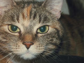 Gray Tabby Ct