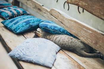 Gray Tabby Kitten Playing With Blue Pillows