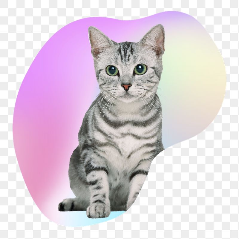 Gray tabby kitten png, transparent | Free PNG - rawpixel