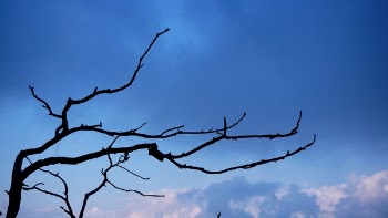 Gray Tree Trunk