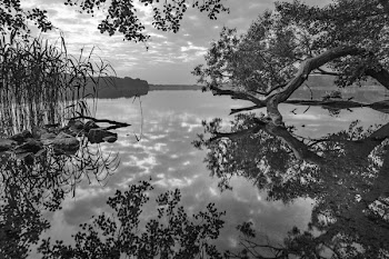 Gray Trees in Lake Painting