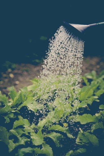 Gray Watering Can Spray the Green Leaf Plant
