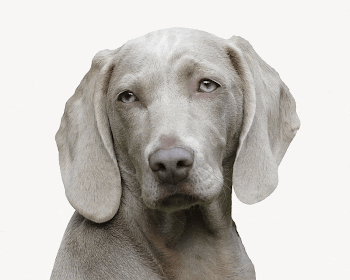 Gray Weimaraner dog, isolated animal | Free PSD - rawpixel