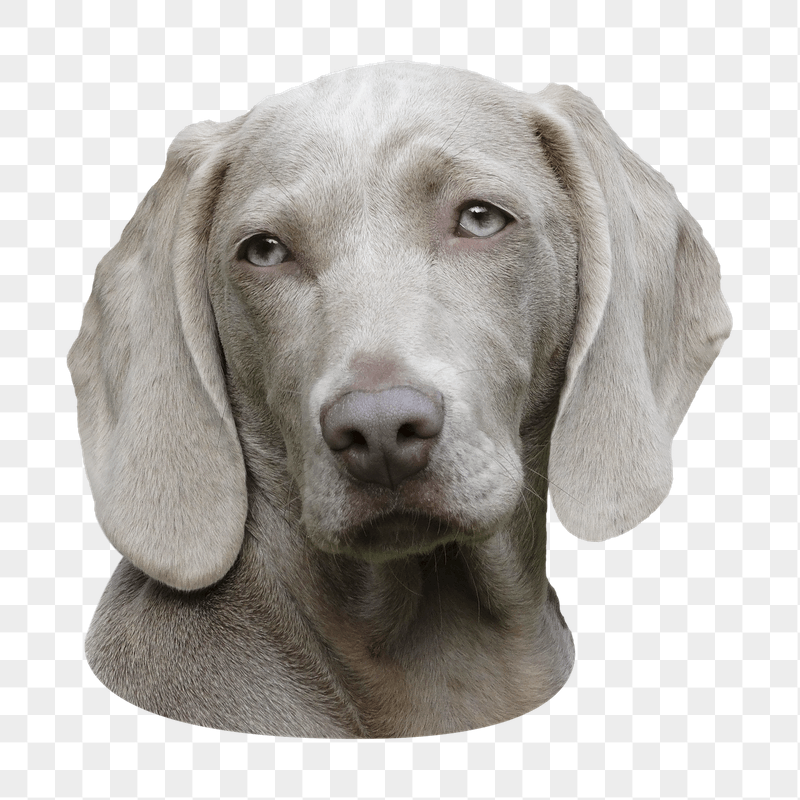 Gray Weimaraner dog png sticker, | Free PNG - rawpixel