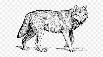Gray Wolf Animal Free Black White Clipart Images Clipartblack - Gray Wolf Coloring Page