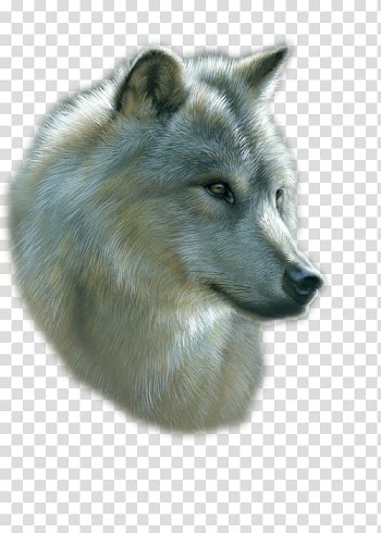 Gray wolf Drawing Art Watercolor painting, painting transparent background PNG clipart