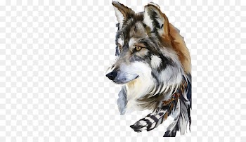 Gray wolf Drawing Art Watercolor painting - Wolf Avatar material picture 