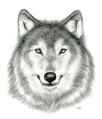 Gray wolf Drawing Pencil Sketch, wolf transparent background PNG clipart