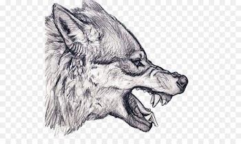 Gray wolf Drawing Snarl Art Sketch - Sketch Wolf 