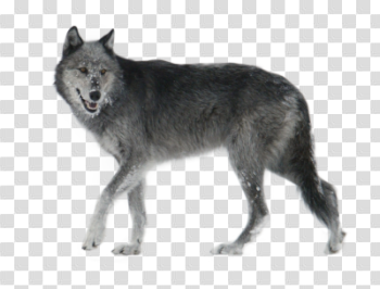 Gray Wolf PNG HD Transparent Gray Wolf HDPNG Images | DLPNG